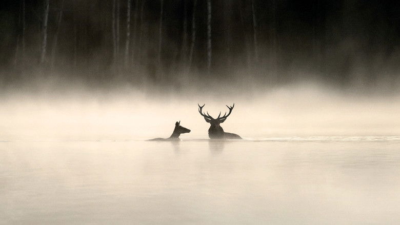Le chant des forêts